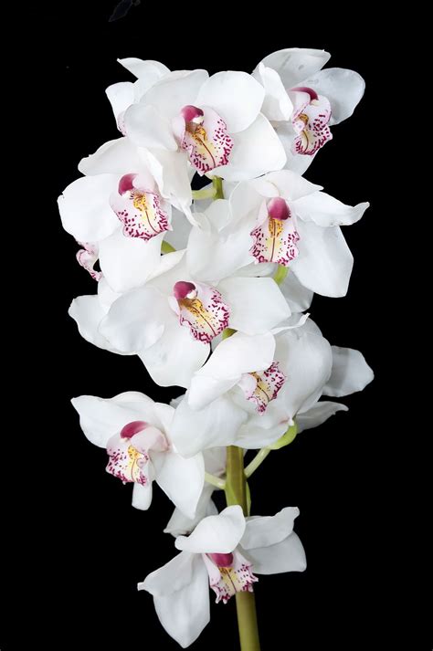 Cymbidium Orchid White Jacksonville Flower Market