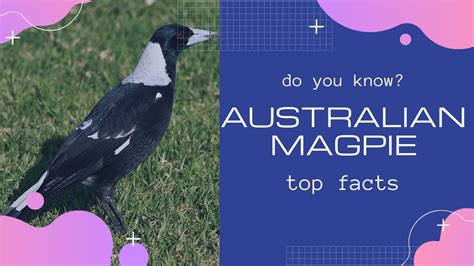 Australian Magpie Facts 🦅 Black And White Passerine Bird Native To