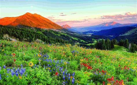 Crested Butte Colorado Wild Spring Flowers Landscape