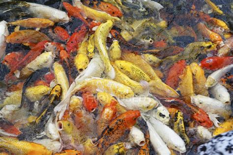 Koi Fish In A Pond Thailand — Details Abundant Stock Photo 225408220