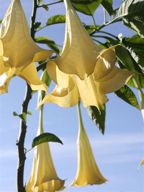 Buy angels trumpet and get the best deals at the lowest prices on ebay! Suaveolens Yellow Angel Trumpet Plant (brugmansia) - Urban ...
