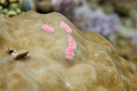 Pink Disease On A Porites Lutea Oskar Henriksson Flickr