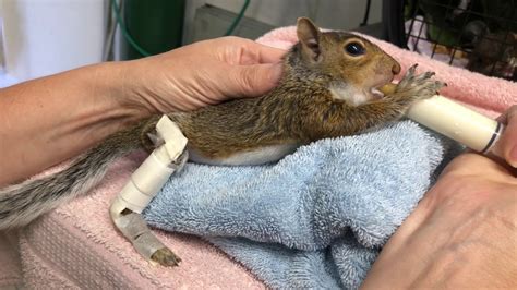 How To Care For A Hurt Baby Squirrel Found A Baby Squirrel In 2020