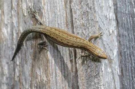 Top 10 Crawling Animals In The World Red Rock Scenic By Way