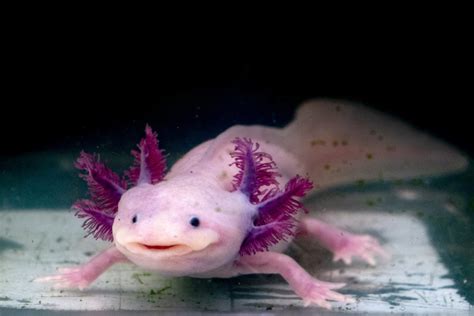 Axolotl Haltung Im Aquarium Zooplus Aquaristikmagazin