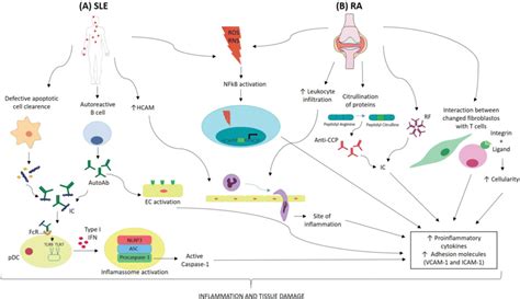 The Role Of Cellular Adhesion Molecules In The A Systemic Lupus