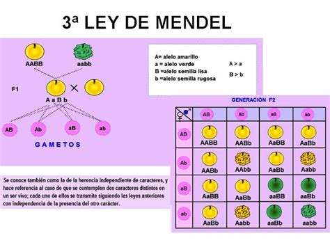4bg Biomed Mendelismo Las Leyes De Mendel