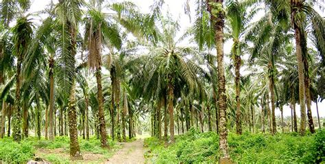 The palm oil prices recorded over the last ten weeks are listed in the table: Sawit Industry: Malaysian Palm Oil Board: Function & Funding