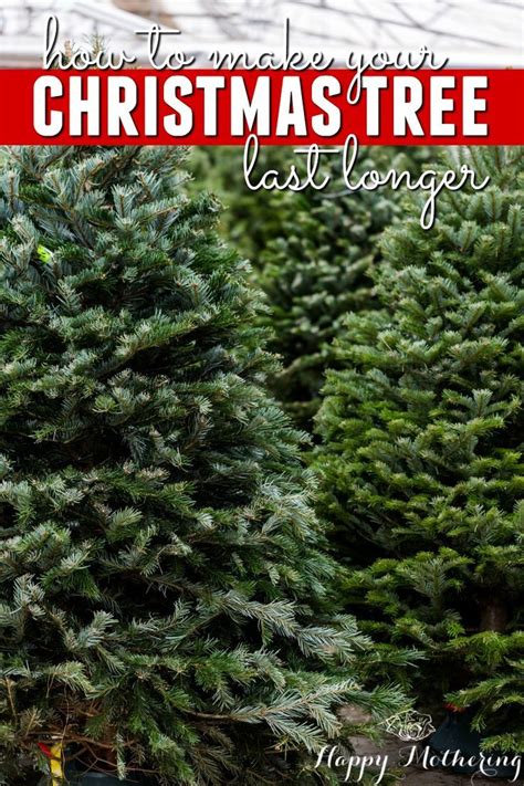 How To Make Your Christmas Tree Last Longer How To Make Christmas