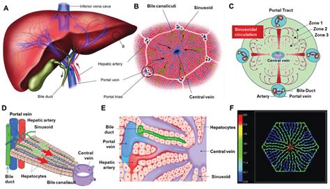 Structural And Functional Organization Of The Liver A Anatomy Of The