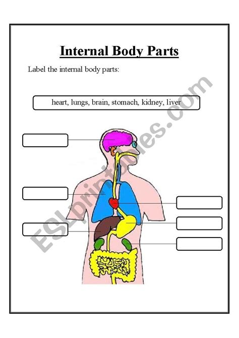 Internal Body Parts