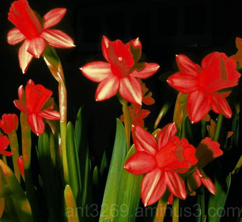 Red Daffodils Plant And Nature Photos A Welshman In Deutschland