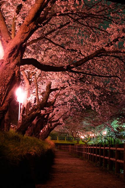 Cherry Blossoms At Night Flickr Photo Sharing