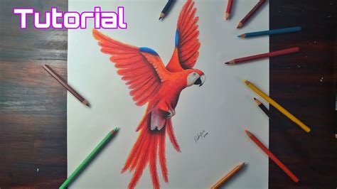 Cómo Dibujar Un Pájaro Guacamaya Con Lápices De Color Youtube