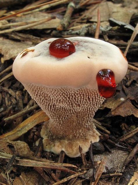 Hydnellum Peckii Tallulah Gorge State Park Rabun County Georgia 2