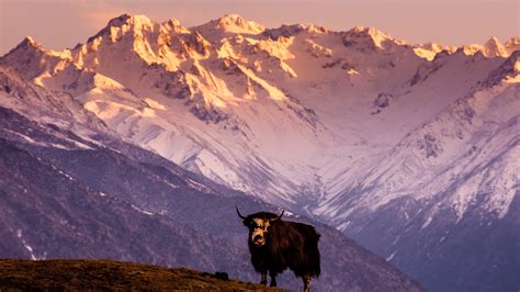 Nature Animals Landscape Yaks Himalayas Tibet China Hill