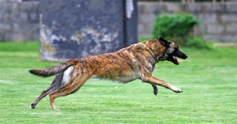 10 Of The Best Police Dog Breeds In The World Petlifesa