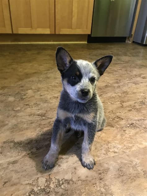 The place to buy/sell goats. Queensland Heeler Puppies For Sale | Santa Barbara, CA #325958