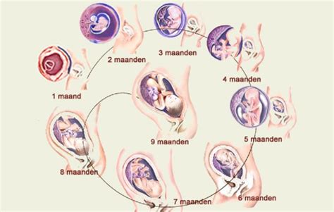 Zwanger Uitgerekende Datum Berekenen Door Babyopkomst