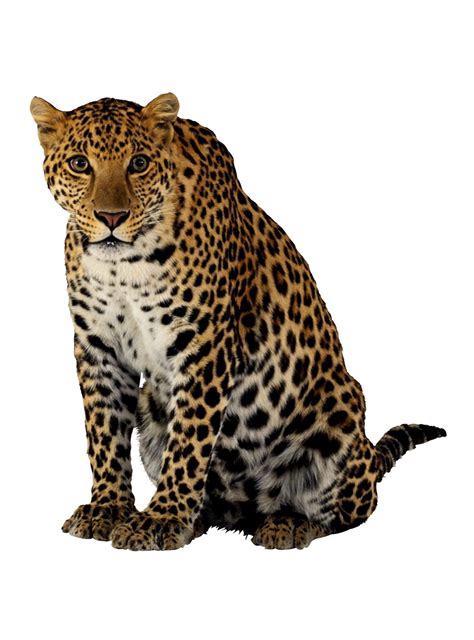 Leopard Cheetah Lion - Cheetah image png download - 1127 ...