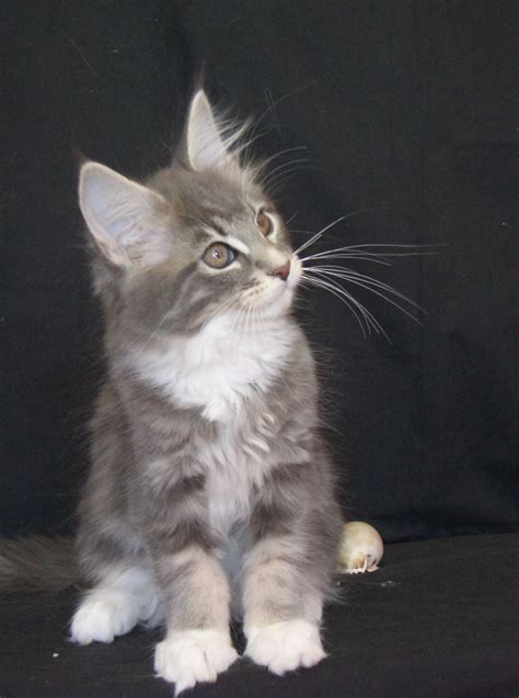 Maine coon kittens and cats have become increasingly popular in recent years, especially in the united states where the maine coon cat breed a lower price healthy maine coon kitten is definitely still a bargain, even if you have to pay a small contribution for them. Pin oleh Kellie Richards di Cats