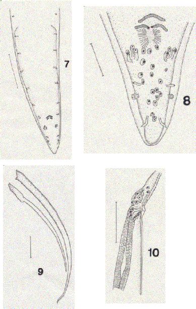 Posterior End Of Male Showing Papillae And Caudal Alae Ventral View