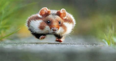 Psbattle A Fat Running Hamster Photo By Julian Rad Austria This Is