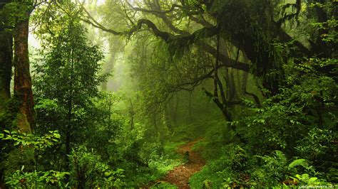 Green Forest 4k Wallpapers Top Free Green Forest 4k Backgrounds Wallpaperaccess