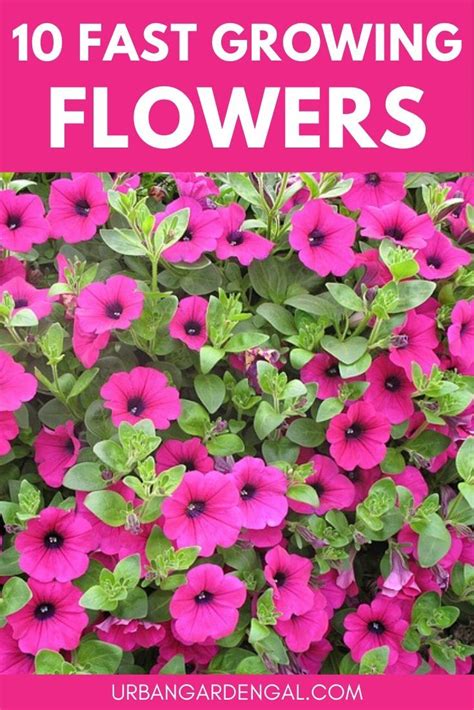 Herb, vegetable and flower seeds. 10 Fast Growing Flower Seeds in 2020 (With images) | Fast ...