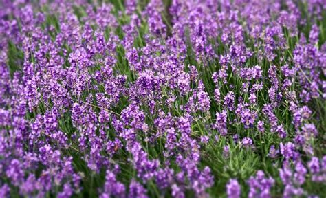 14 Lavender Companion Plants To Complete Your Garden
