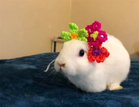 A Bunny Born With No Ears Gets Knitted Replacements Metro News