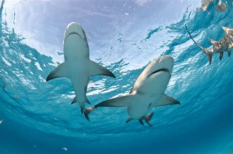 10 Most Common Types of Sharks in Hawaii - Hawaii Travel Guide