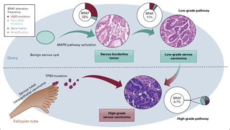 Spectrum Of Braf Mutations And Gene Rearrangements In Ovarian Serous