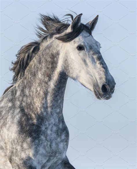 Dapple Grey Horse Animal Photos Creative Market