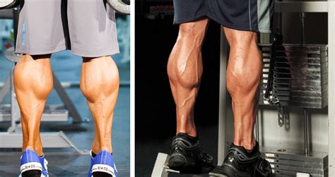 Calf Workout Best Exercises To Target Calf Muscles Blog About