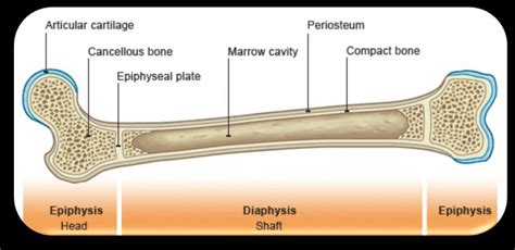 Sectional diagram of a long bone. 2.11-Parts of a long bone. | Download Scientific Diagram