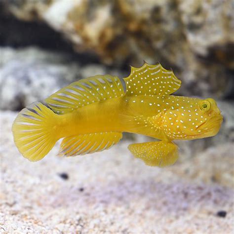Yellow Prawn Goby Cryptocentrus Cinctus Saltwater Fish Tanks