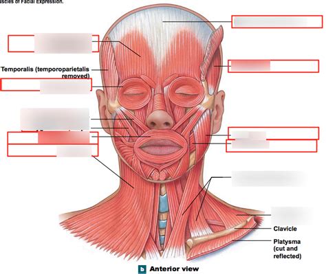 Muscles Of The Head Anterior View Diagram Quizlet