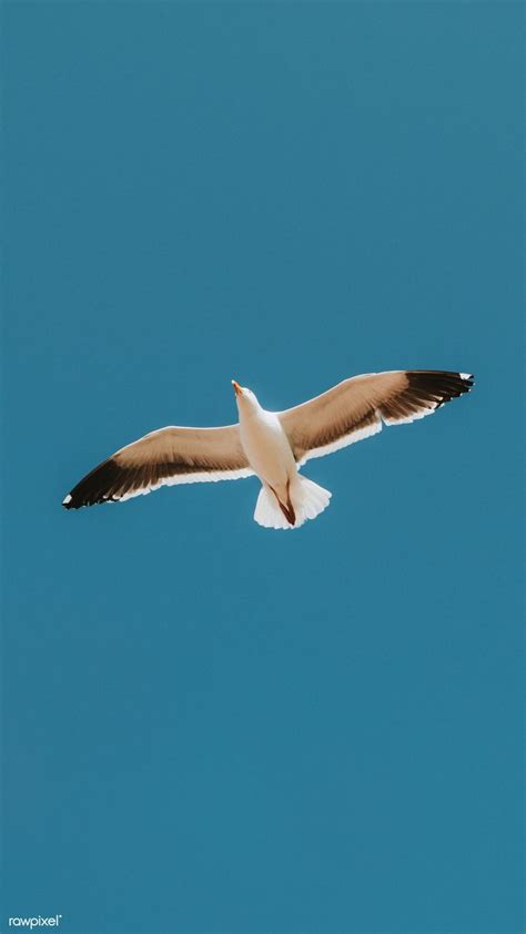Flying Seagull In A Blue Sky Mobile Phone Wallpaper Free Image By