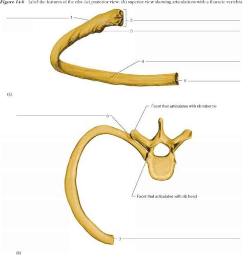 Labeled Anatomy Of Ribs Thoracic Cage Unlabeled Rib Cage Unlabeled L