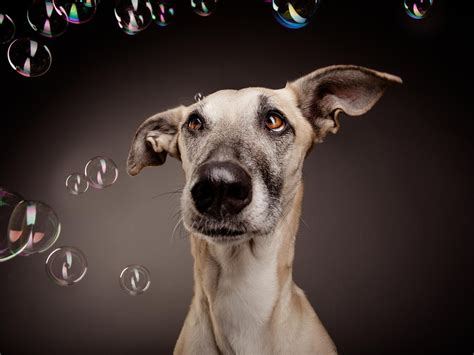 Confused Dog Among Soap Bubbles Wallpapers And Images Wallpapers
