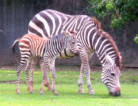 Black and White Striped Baby Zebra Bounds Around at Baton ...