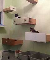 Floating Shelves For Cats Images