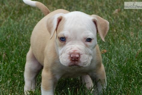 If you are interested in this whether you are visiting friends or relatives, going out shopping or taking a walk, you can take your alapaha with you. Alapaha Blue Blood Bulldog puppy for sale near Cleveland, Ohio | f39c2fc1-58d1