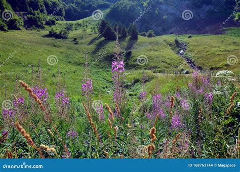 Beautiful Wild Flowers In Blossom In French Alps Alpine Meadow Stock
