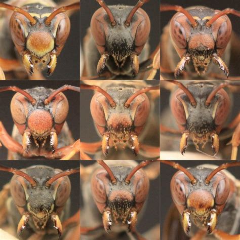 Googly Eyes Photos Of Striking Wasp Faces Live Science