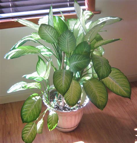 Albums 91 Pictures Common Houseplants And How To Care For Them Full HD