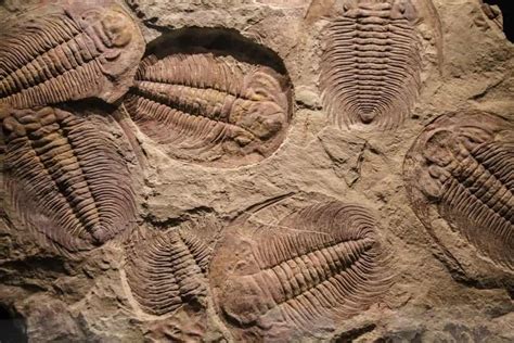 9 Different Types Of Fossils Nayturr