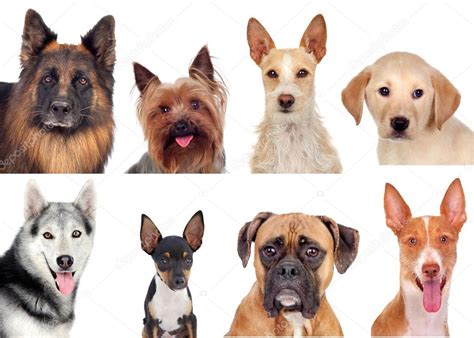 Photo Collage Of Different Breeds Of Dogs Stock Photo By ©gelpi 47372727