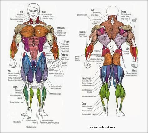 Upper Leg Muscles Common Names Archives Anatomy Body Charts Anatomy